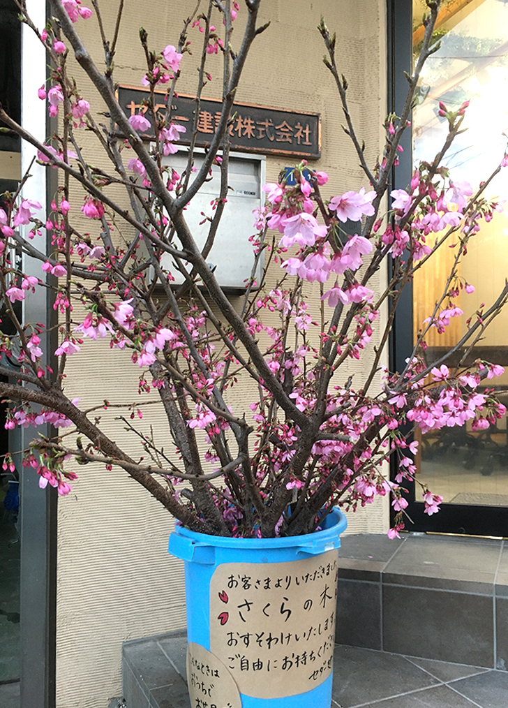 画像：桜の枝