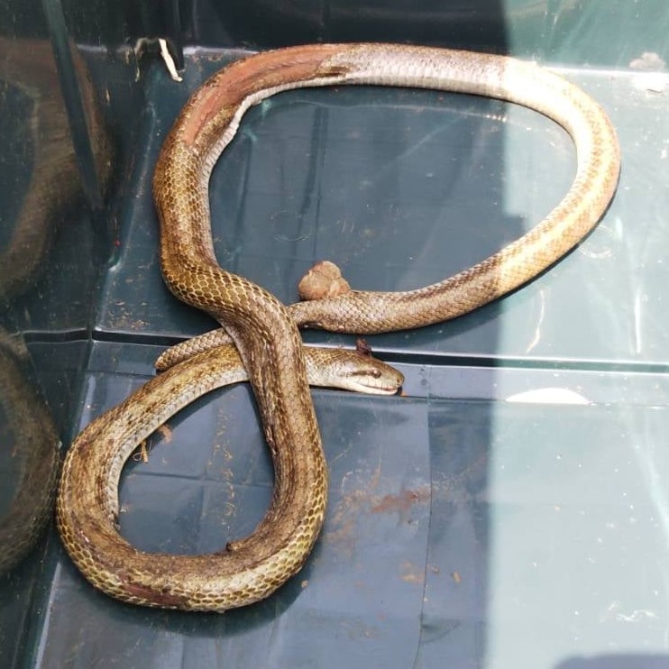 大田区上池台のヘビ