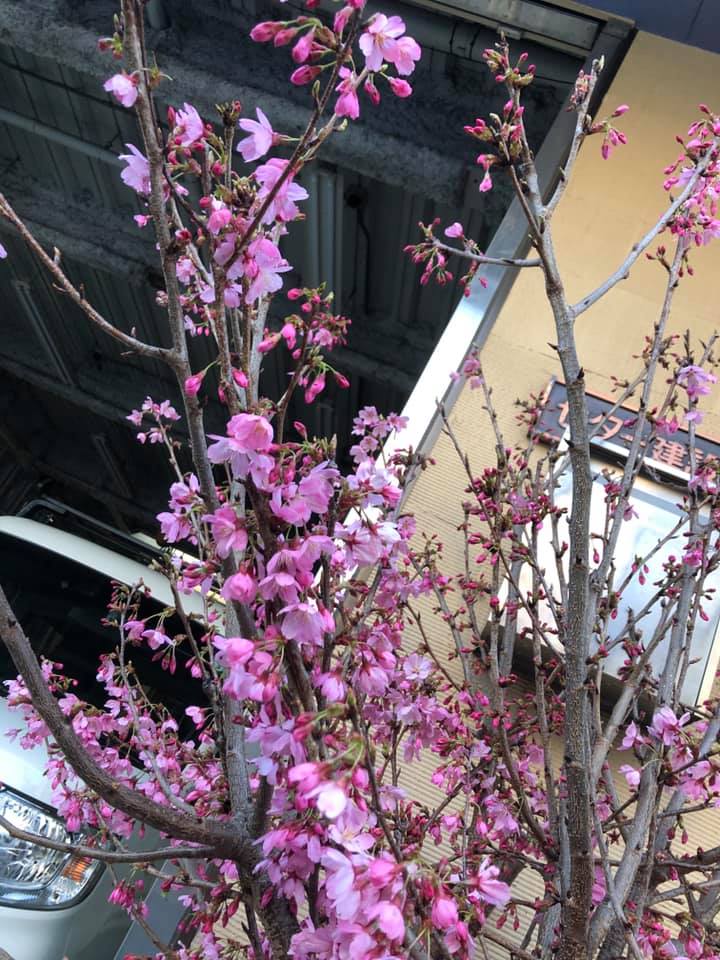 この桜の枝をいただくと、「春だよな～」