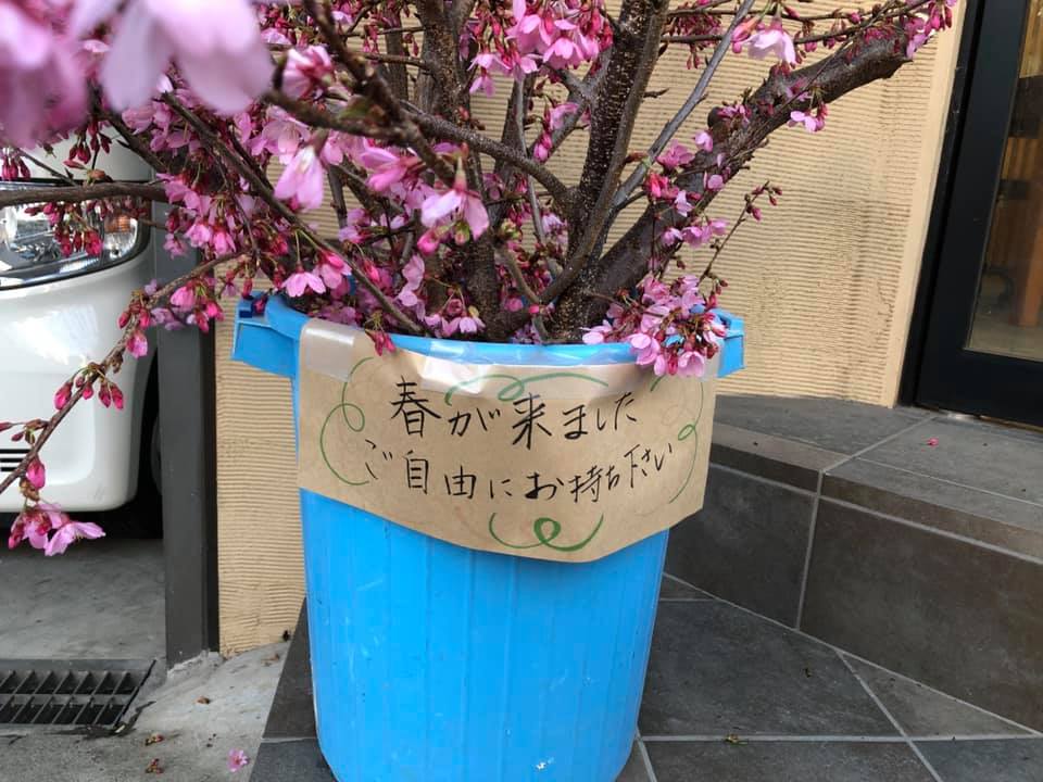 サクラの枝