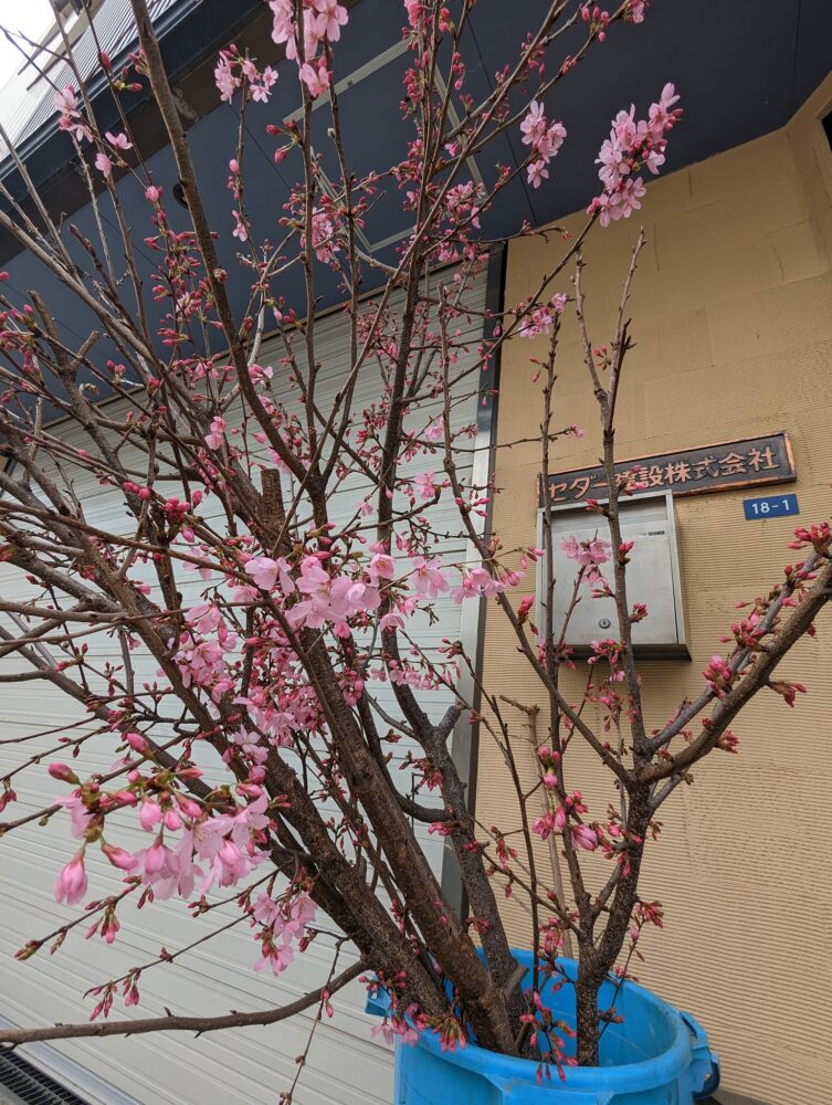 ご自由にボックスの桜